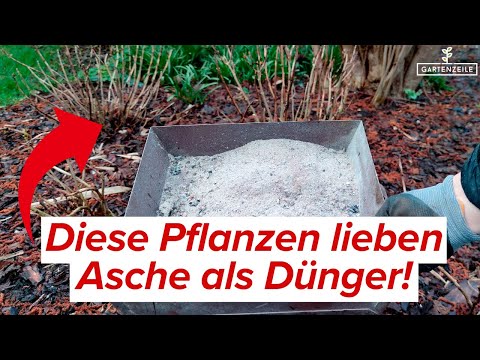 Diese Pflanzen lieben Asche als Dünger! So düngst du richtig mit Asche!