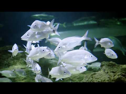 Amazing Underwater World of the Red Sea - 4K Relaxation Video with Calming Music