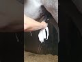 How To Take Beans Out Of A Gelding