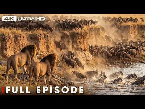 The Lion Pride’s Fight for Survival (DOCUMENTARY SPECIAL) | Nature Animal Documentary