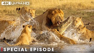 The Lion Pride’s Fight for Survival (DOCUMENTARY SPECIAL) | Nature Animal Documentary