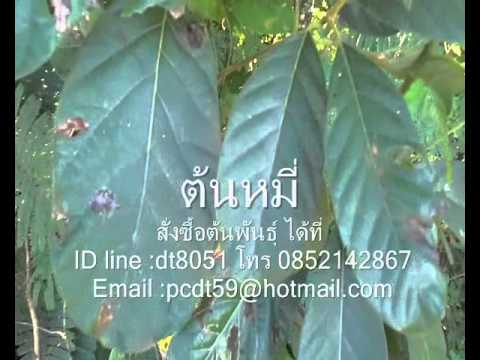 ฉันเพิ่มขึ้นสมาชิกดำเนินการ ความอ่อนแอกินขวา