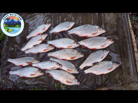 Catching MEGA Roach From This TINY River