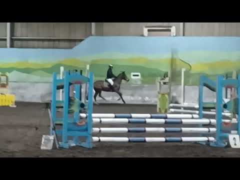 Connemara X Cob Pony - Image 2