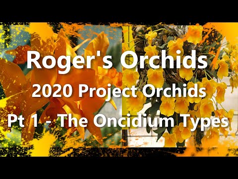 2020 Project Orchids Pt 1 - The Oncidium Types