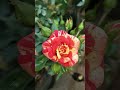 Tiger Rose Rose Flower Rare Dutch Different Collection Thangamani Nursery
