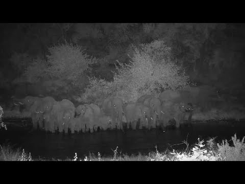 Djuma: Herd of Elephants get a night time drink - 20:07 - 03/21/20