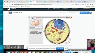 Gizmo Cell Structure