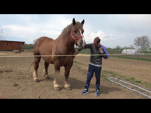 Caii lui Mihai de la Turda, Cluj - Nicusor de la Abrud in ivizita - 2020 Nou!!!