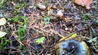 preview picture of video 'Сбор Черных груздей (Collecting black mushrooms)'