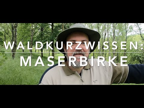 Maserbirke - Waldkurzwissen