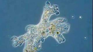 Amoeba in motion