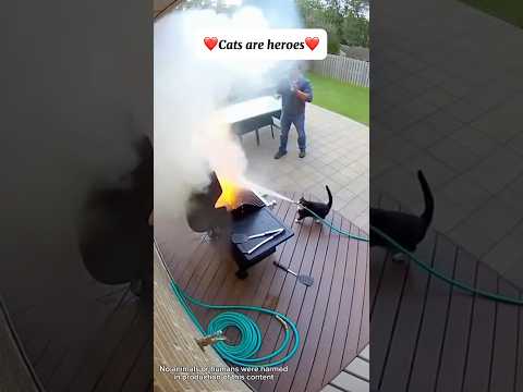 Cat Protects Baby - Heartwarming Cat Moments!