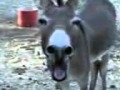 V�deo de burro a rir