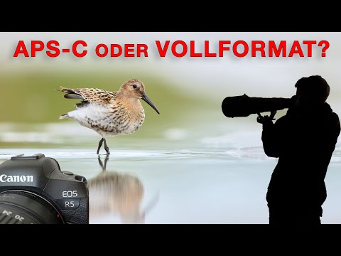 Why I wouldn't buy an APS-C camera again (bird photography)