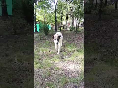 Pa algo sirve #casagrande #miradacanina #cordoba #perro