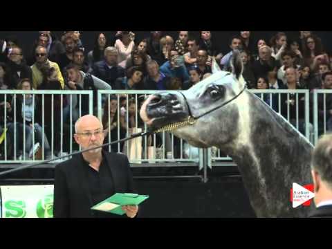 N 212 LB HASHIM   Verona 2015   Stallions 4 6 years old Class 10