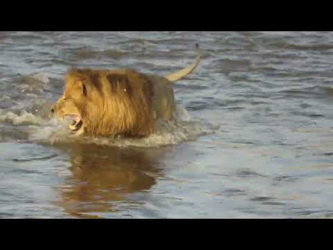 LION'S VS CROCODILE @NatGeo @natgeoabudhabime @NatGeoAnimals @natgeokorea