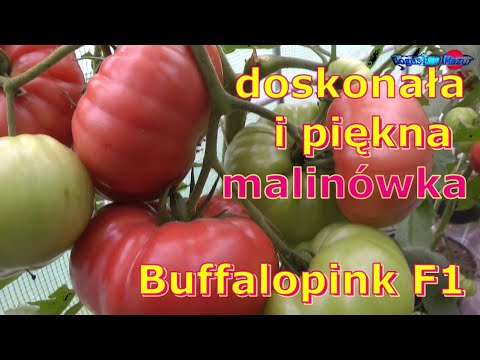 doskonała i piękna malinówka Buffalopink