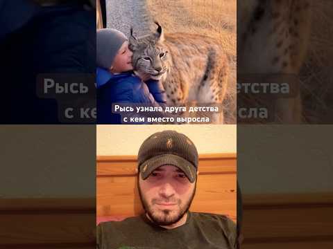 Истории добра #77 - Рысь узнала друга, с которым выросла. Сколько нежности в этой встрече! 😭❤️