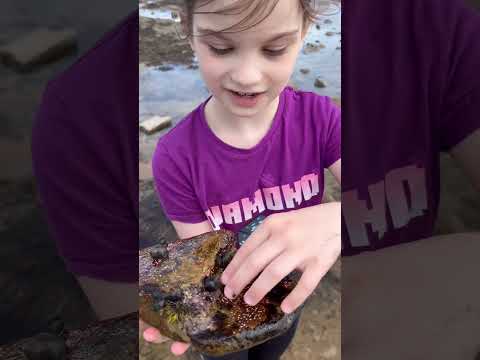#sea #summer #facereveal #winkle #beach #northeast