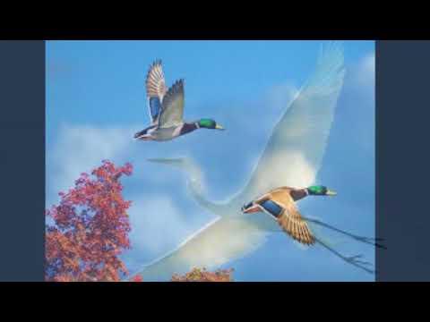 Panchhi Banoo Udti Phiroon (Accordion Music) Down Memory Lane - Ashok Shah