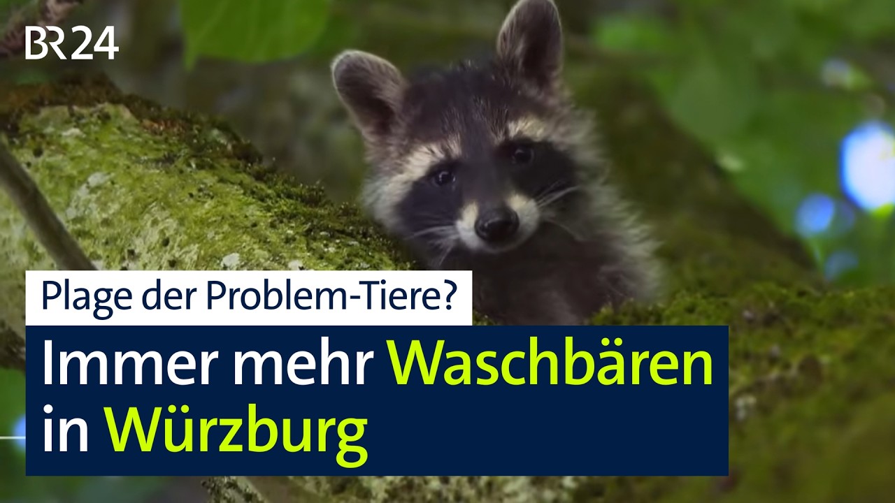 Waschbären auf dem Vormarsch: Wird der Eindringling zum Dauergast? | BR24