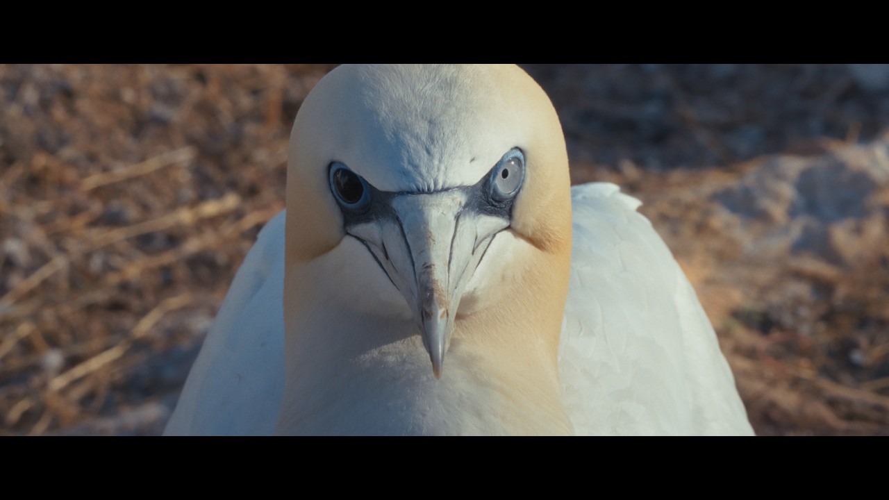 Watching People Watching Birds Trailer