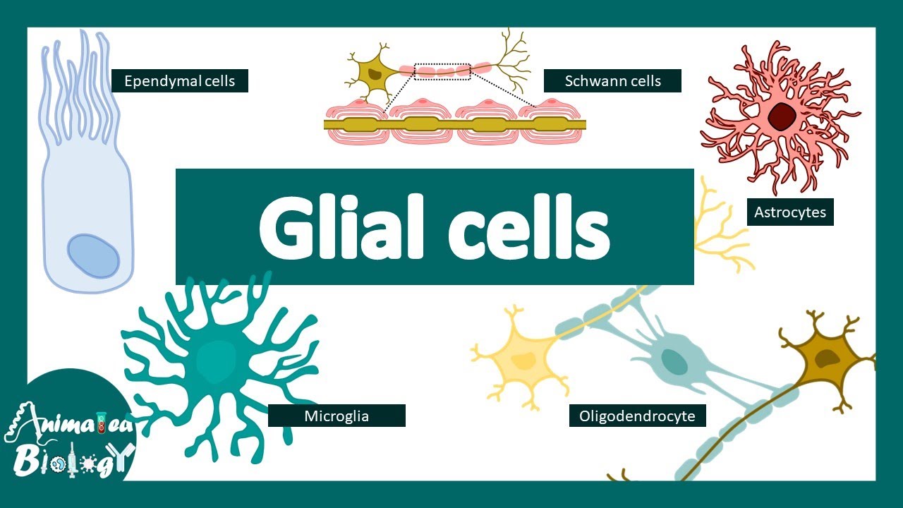 Glial Cells | Neuroanatomy Basics | Neurology |Anatomy Tutorial | USMLE