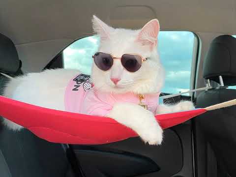 Gata branca mansa peluda de olhos azuis será angorá ou albina