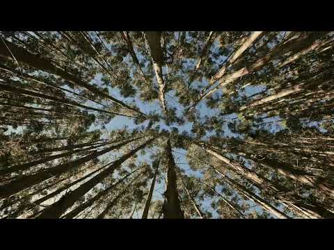 Video de YouTube - Campo en Venta - Salto