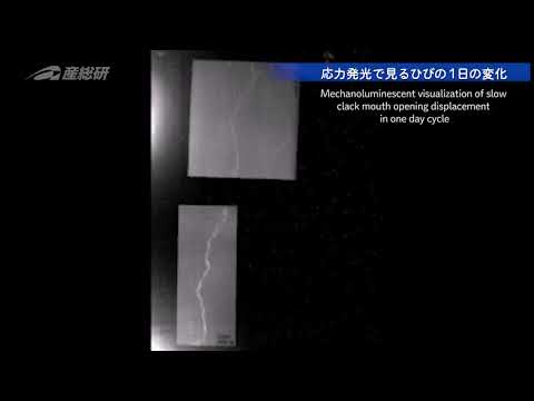 「人間サイズのネズミ」:研究者らが気候変動の予期せぬ影響を予測