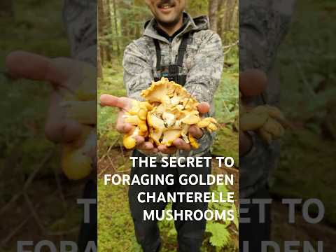 THE SECRET TO FORAGING GOLDEN CHANTERELLE MUSHROOMS