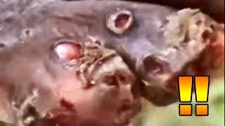 Cement the Floors - Stop the Fleas!  Volume One