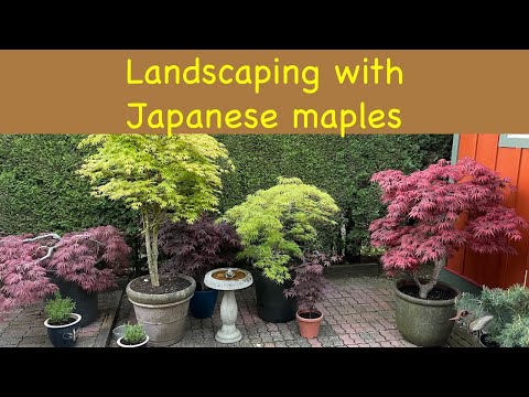 Landscaping with Japanese Maples