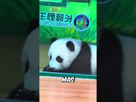 O Panda TENTOU Fugir!