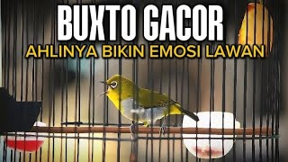 Download lagu PENDONGKRAK EMOSI PLECI🔥PLECI BUXTO NGALAS GACOR mp3