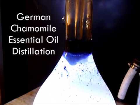 German (Blue) Chamomile Distillation