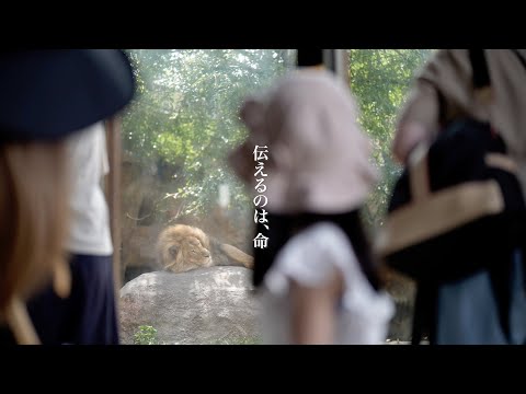 [4K]「伝えるのは、命」- 旭川市旭山動物園公式プロモーションビデオ /Asahiyama Zoo Promotional Video