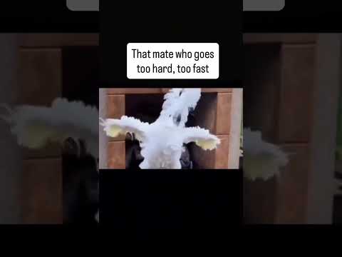This Cockatoo’s Dance Moves Are Absolutely WILD 😂🕺