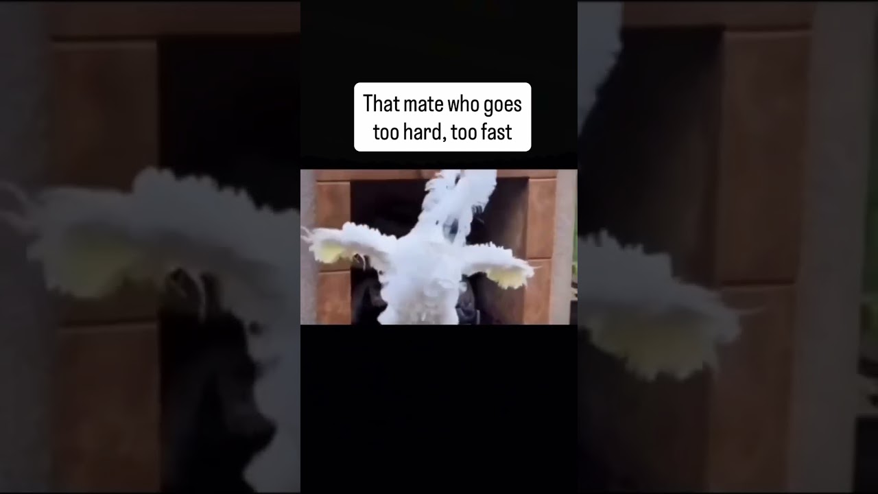 This Cockatoo’s Dance Moves Are Absolutely WILD 😂🕺