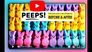 FREEZE DRYING PEEPS - EASTER