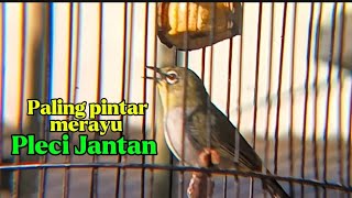 Download lagu Pleci betina birahi memanggil jantan, pleci jantan langsung nyaut mp3 Download lagu Pleci betina birahi memanggil jantan, pleci jantan langsung nyaut mp3