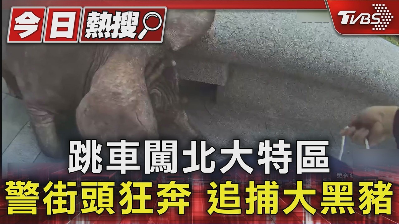 誰的豬又掉了!三峽路邊驚見壯碩黑豬 女警「拉不住」畫面曝