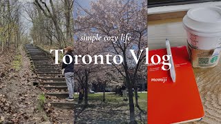 Spring Days in Toronto | Cherry Blossoms, Job Interviews & Daily Life