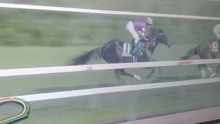 #札幌競馬 #キーランドカップ#パンジャタワー さすがG1馬の意地