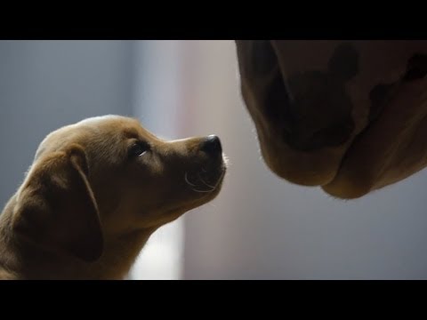 , title : 'Budweiser Clydesdale Puppy Love Super Bowl 2014 Commercial'