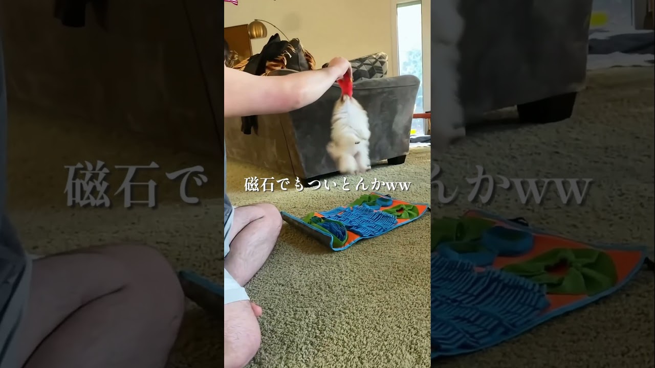 子イッヌが可愛すぎる件wwwww