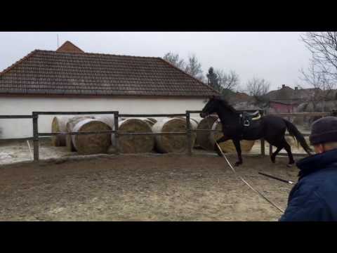 San Amour x Fürst Romancier 2013, stallion