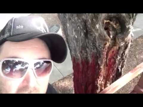 TheDailyWoo - 448 (9/22/13) Virgin Mary Tree Stump